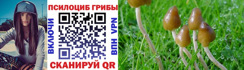 Галлюциногенные грибы Psilocybine cubensis Купить закладки Богородск